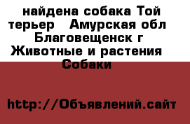 найдена собака Той-терьер - Амурская обл., Благовещенск г. Животные и растения » Собаки   